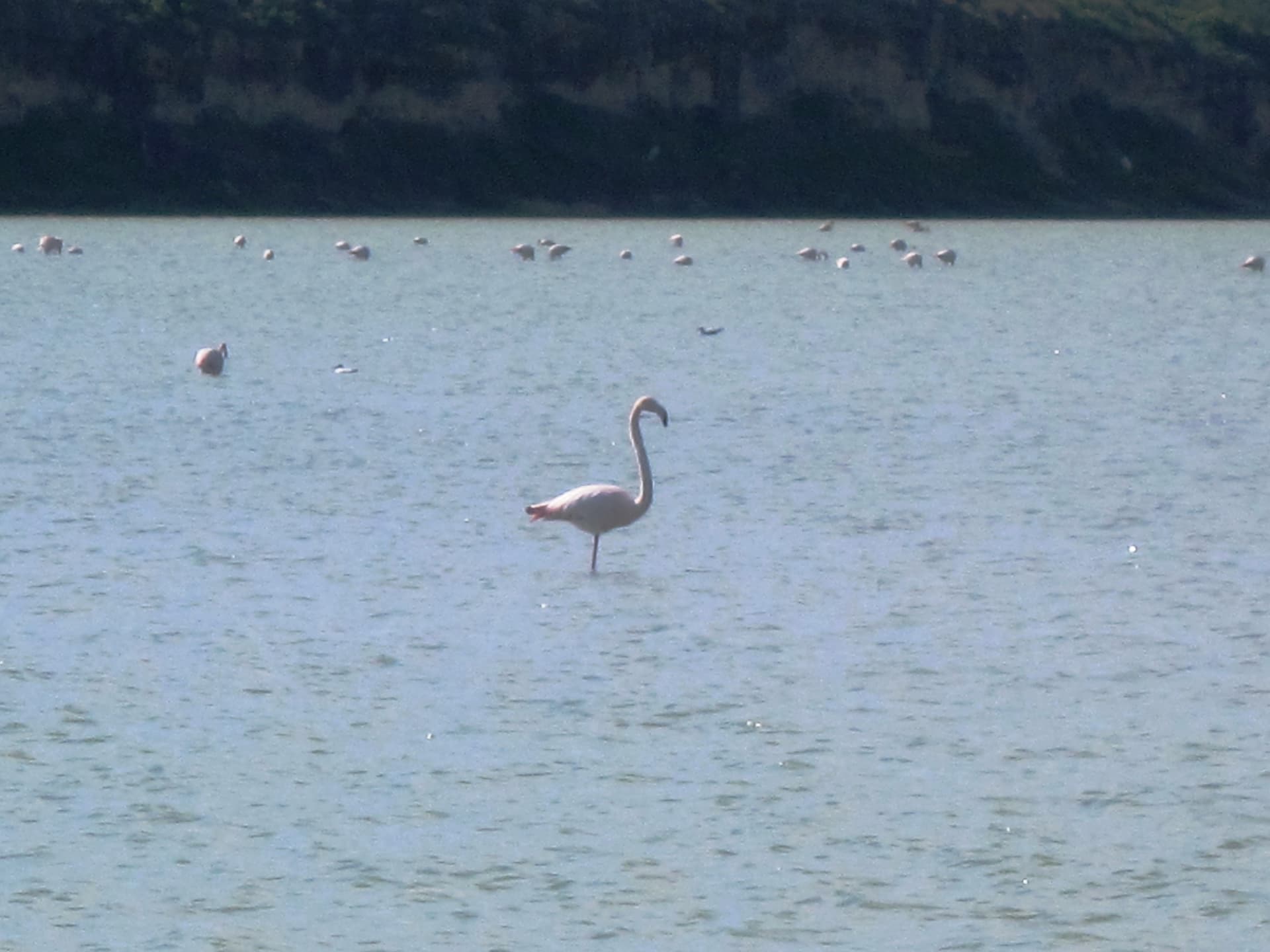 Larnaca Salt Lake & Flamingo Watching