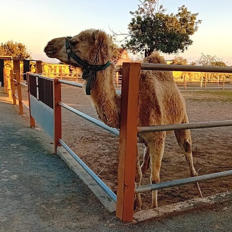 Mazotos Camel Park