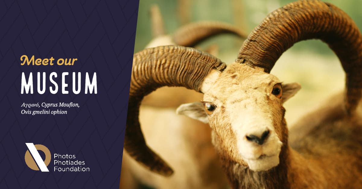Cyprus Museum of Natural History — Family attractions in Cyprus